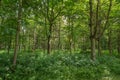 Green trees in Copice woodland