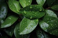 Copious water droplets on green leaves, top view copy space