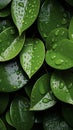 Copious water droplets on green leaves, top view copy space