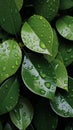 Copious water droplets on green leaves, top view copy space