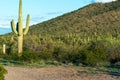 Copius Cacti dotting the Ladscape Royalty Free Stock Photo