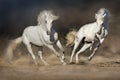 Cople horse in motion