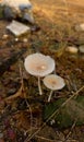 Cople mushroom in morning day