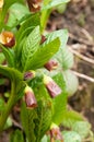 Copolia carniolica, the European scopolia, a poisonous plant from Solanaceae family