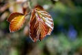 Copper Beech, Fagus Sylvatica Atropunicea, leaves emerging in springtime