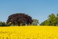 Copper beech tree in field of oilseed Royalty Free Stock Photo