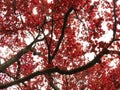 Copper Beech Tree Leaves Royalty Free Stock Photo