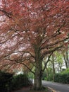 A copper beech tree in Spring foliage Royalty Free Stock Photo