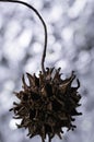 Close-up of a prickly, sweetgum seed pod.