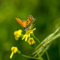 Copper-butterfly Butterflies Royalty Free Stock Photo