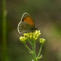 Copper-butterfly Butterflies Royalty Free Stock Photo