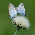 Copper-butterfly Butterflies Royalty Free Stock Photo