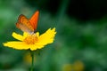 Copper Butterfly drinks nectar from flower. Royalty Free Stock Photo