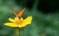 Copper Butterfly drinks nectar from flower. Royalty Free Stock Photo