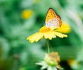 Copper butterfly drinks nectar from yellow flower. Royalty Free Stock Photo