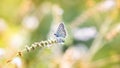 Copper butterfly on a green summer meadow, sitting on a flower in beautiful light Royalty Free Stock Photo