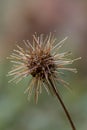 New Zealand Piripiri Acaena microphylla, spiky seed head in close-up