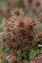 New Zealand Piripiri Acaena microphylla, spiky seed heads Royalty Free Stock Photo