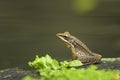 Copper-cheeked Frog - Hylarana chalconota Royalty Free Stock Photo