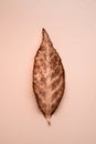 Copper color autumn euonymus leaf with veins Royalty Free Stock Photo