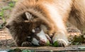 Copper Color Giant Alaskan Malamute playing tennis ball in the mouth