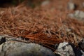 Longleaf pine needles in the autumn copper colors