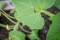 Copper colored squash bug eggs on a green gourd vine Royalty Free Stock Photo