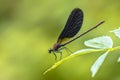 Copper demoiselle male dragonfly