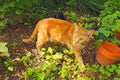 Copper-eyed domestic shorthair classic red tabby cat Royalty Free Stock Photo