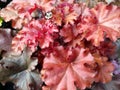 Heuchera `Indian Summer Boysenberry`