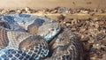 A copper head snake, or Agkistrodon contortrix sits coiled in his enclosure