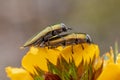 Copper Jewel Beetles Royalty Free Stock Photo