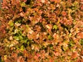 Copper Leaf on The Ground