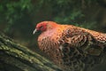 Copper pheasant Royalty Free Stock Photo