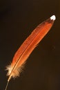 Copper Pheasant feather Royalty Free Stock Photo