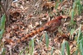 Copper Pheasant Royalty Free Stock Photo