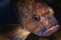 Copper Rockfish Royalty Free Stock Photo