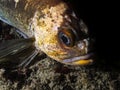 Copper Rockfish Sebastes caurinus