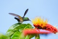 Glittering and Iridescent green hummingbird feeding on a tropical flower in the blue sky. Royalty Free Stock Photo