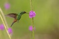 Copper-rumped hummingbird, Amazilia tobaci hovering next to violet flower, bird in flight, caribean Trinidad and Tobago