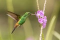 Copper-rumped hummingbird, Amazilia tobaci hovering next to violet flower, bird in flight, caribean Trinidad and Tobago Royalty Free Stock Photo