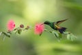 Copper-rumped Hummingbird hovering next to pink mimosa flower, bird in flight, caribean tropical forest, Trinidad and Tobago Royalty Free Stock Photo