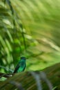 Copper-rumped Hummingbird sitting on branch in garden, palm leaves in background, bird from caribean tropical forest, Trinidad and