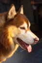 Copper Siberian dog Royalty Free Stock Photo