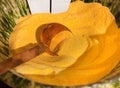 Copper spoon in bowl of raw polenta Royalty Free Stock Photo