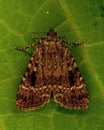 The Copper Underwing, Amphipyra pyramidea