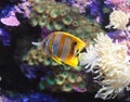 Copperband Butterfly Fish 1 Royalty Free Stock Photo