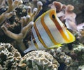 Copperband Butterfly Fish 2 Royalty Free Stock Photo