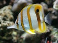 Copperband Butterfly Fish 3 Royalty Free Stock Photo