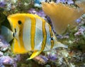 Copperband butterfly fish 4 Royalty Free Stock Photo